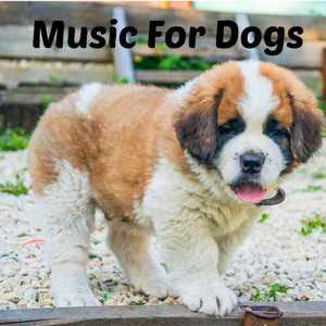 Best Music For Dogs