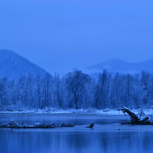 Cardboard Box Homeless