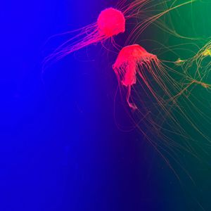 Boyfriend(Acoustic Version)