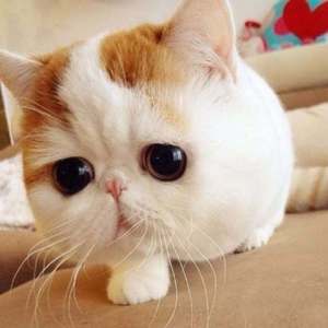 零度的亲吻-Henson