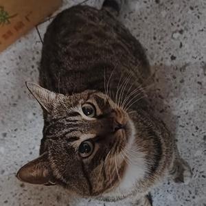 无敌鸣潮的落败