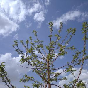 Afrian Af-Aku Mah Apa Atuh（DxT_N_bOy remix）