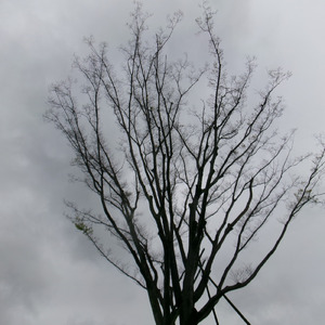 recordplayer (feat. 花響 琴)