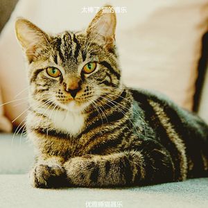 精彩压力大的猫环境