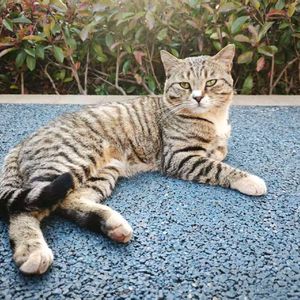 琵琶游戏背景音