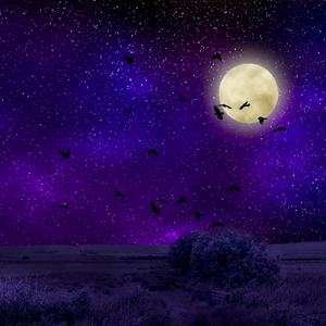 Moonlight dream