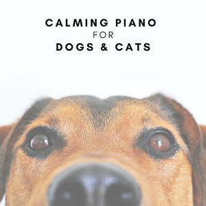 Pawsitively Peaceful Piano