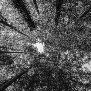 Night Owl (Gentian Remix)