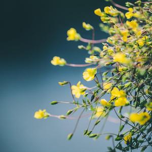 群星-小草（APPARE remix）