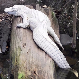 欧美风格 （26）