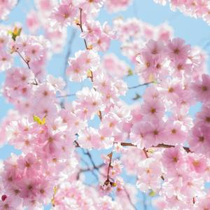 突如其来的春天