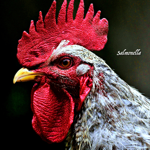Salmonella