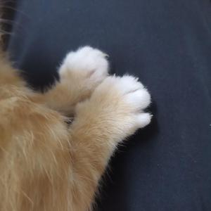 young for you 口琴版