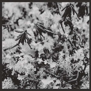 The Wild (feat. House on Fire)