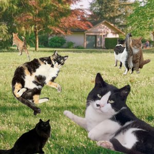 A Cat