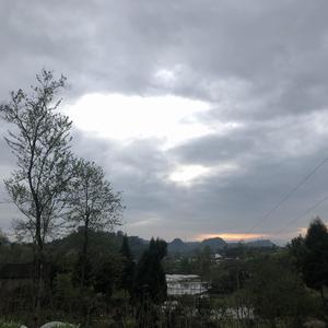 玫瑰