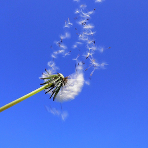 il profumo del vento