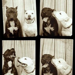 softering fieldlight