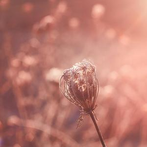 শত বেদনায়