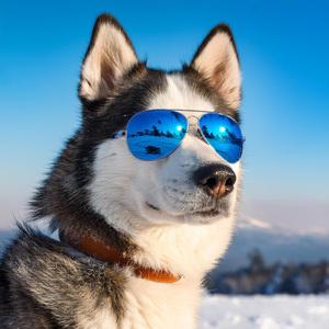 Melodías Tranquilas De Confort Canino