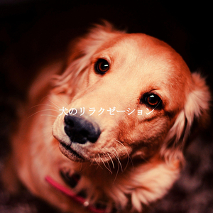 Positive Feelings - Dreams