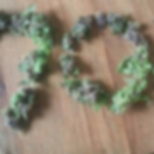 Slizzapp in the bizzack