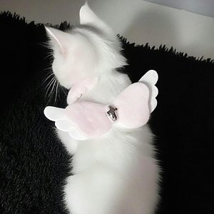 《逆时针融化的雪》