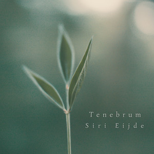 Tenebrum