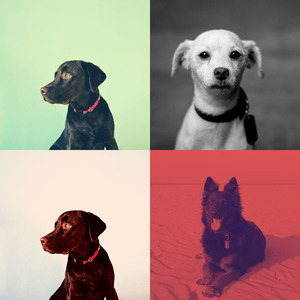 安静的小狗声音