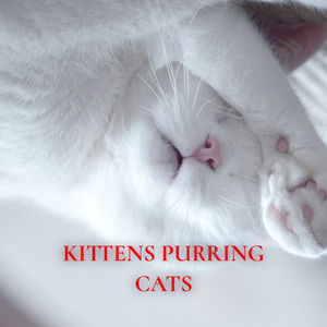 Kittens purring cats 4
