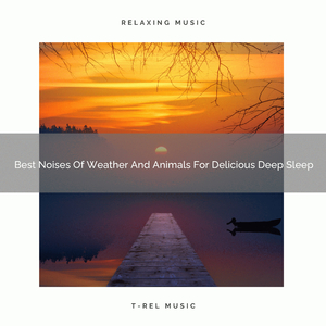 Beautiful Noises Of Waves And Animals For Instant Nap