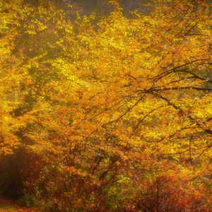 我还是我没有活在人群中