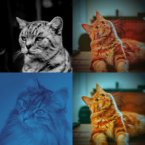 微妙的压力大的猫心情