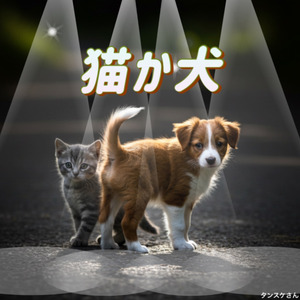猫か犬
