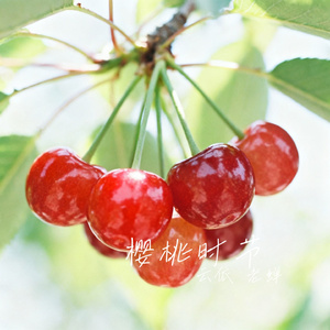 樱桃时节