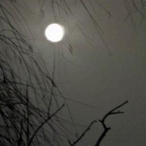 杨花落尽子规啼（片段暖男版）（翻自 黄诗扶）