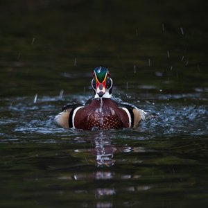 Sweetheart in the shadow