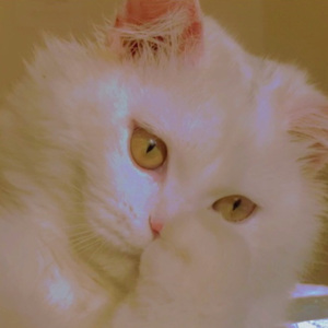 我的猫咪睡着了