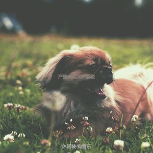 温和孤独的狗梦想