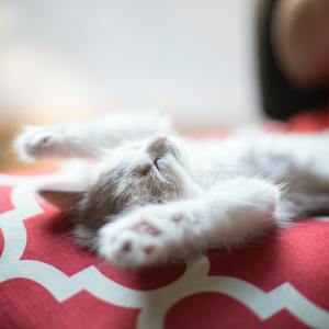 Yawn