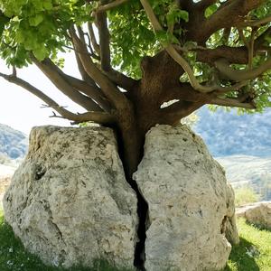 Du kan ikke kontrolere