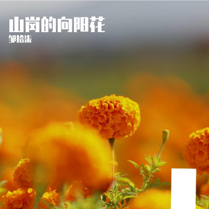 山岗的向阳花 伴奏