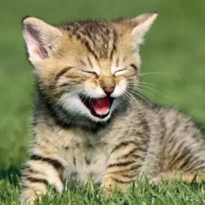 烟笼长安（Cover 少司命）