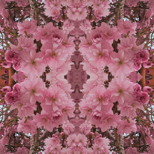 The Face On The Moon