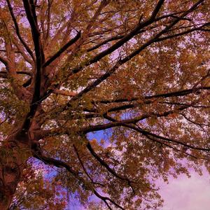 Carefree (feat. Ianofthetrees)