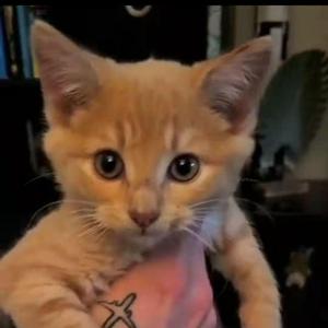 超可爱小橘猫猫