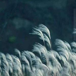 这是金庸在《神雕侠侣》里安排给程英吹的那个曲子· 宋元古曲·诗经·卫风·淇澳（元·熊朋来·瑟谱）