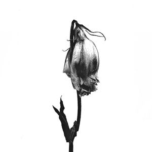 月亮代表我的心