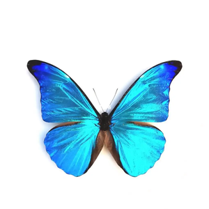 蓝色闪蝶