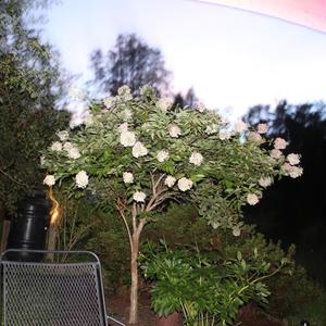 Spoons (feat. IFN Akai)